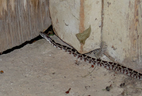 Eastern Milk Snake (Lampropeltis triangulum triangulum)