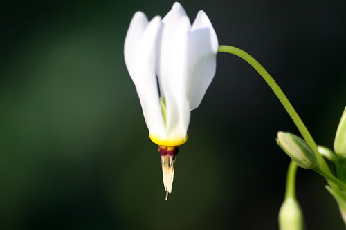 Shooting Star, Dodecatheon meadia