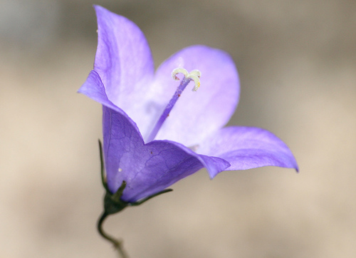 Harebell, Campanula rotundifolia