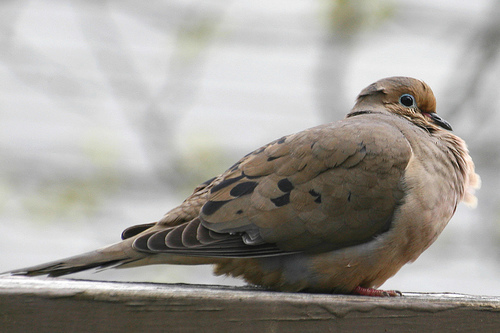 A mourning dove, sign of hope