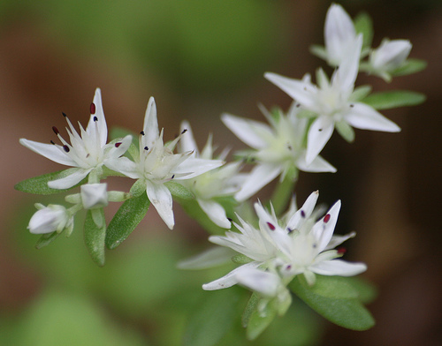 Stonecrop, Sedum ternatum