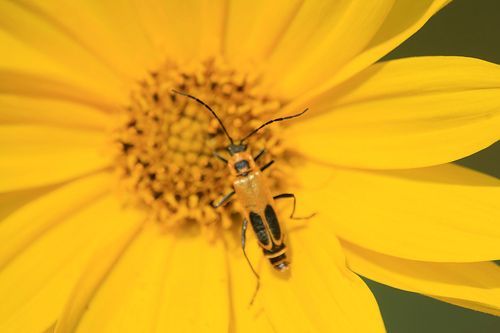 Maximilian sunflower, Helianthus maximiliani 