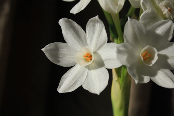 Paperwhites for the New Year 2010