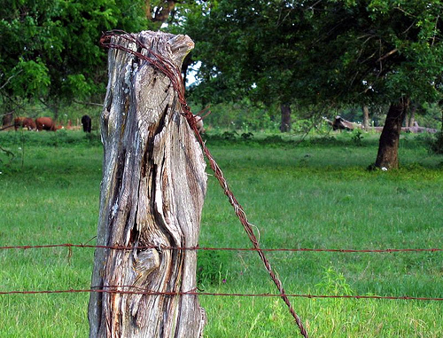 Barbed wire fence, Texas farm scene