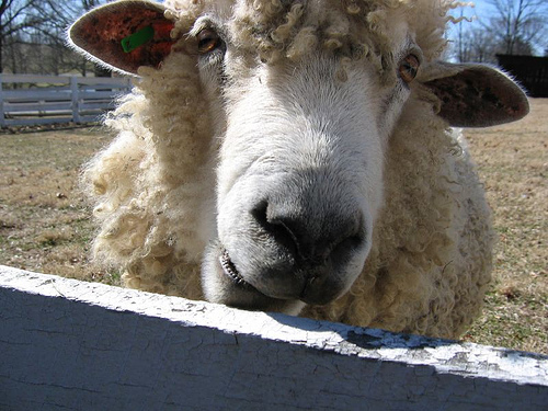"Bessie", close up of a sheep looking through fence