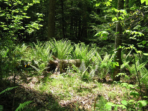 Osmunda cinnamomea, cinnamon fern