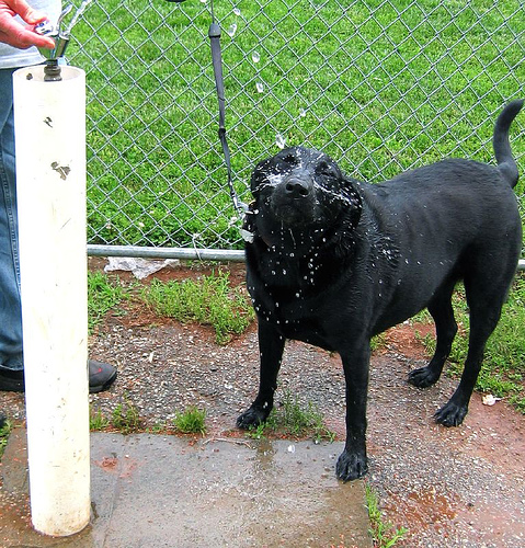 Dog days, pup cools off with a drink from a water fountain in the park