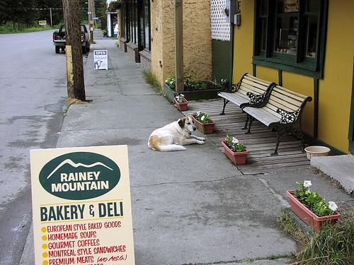 Patience as dog waits on owner, outside smalltown cafe