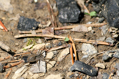 Wolf spider, Lycosa georgicola