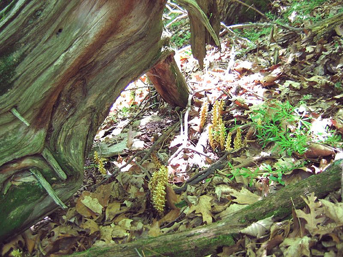 Squaw root, Conopholis americana