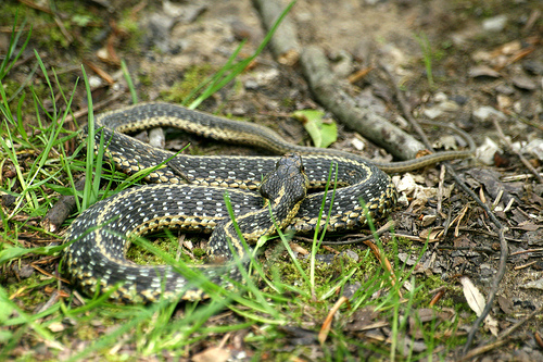 Garden Snake Pictures