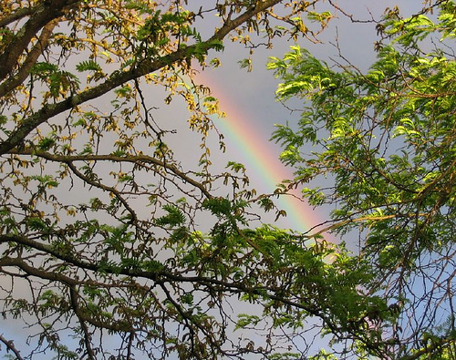 Kentucky rainbow