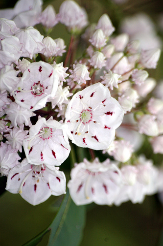 Mountain Laurel, Kalmia latifolia