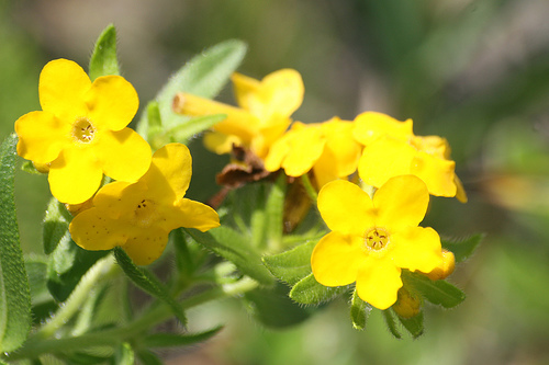 hoary puccoon Lithospermum canescens