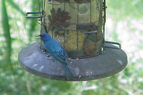 indigo bunting KY