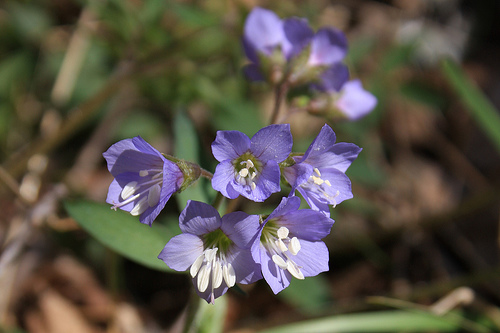 jacob's ladder