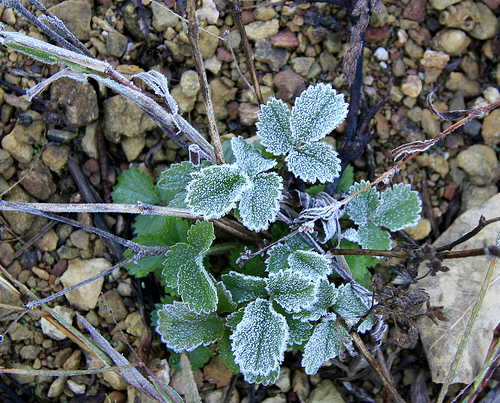 A first frost in Kentucky