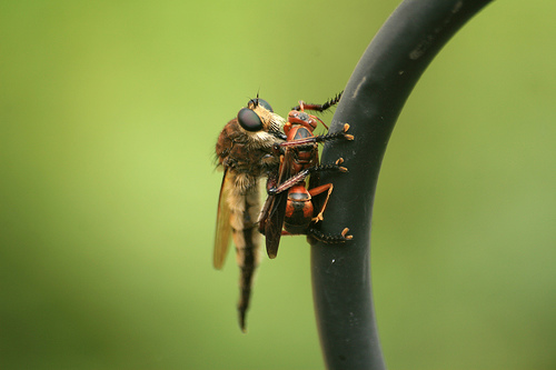 Close-up of Bearded Robber Fly, Asilidae sp.