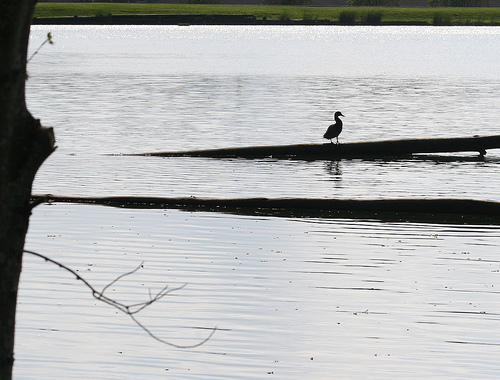 A quiet moment by a pond, a lone duck grooming on a partially-submerged log