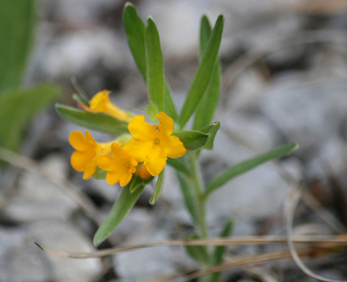 Hoary Puccoon, Lithospermum canescens 