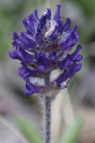 Nashville Breadroot, Pediomelum subacaule