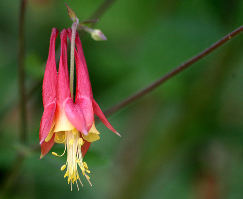 Native Kentucky columbine, Aquilegia canadensis