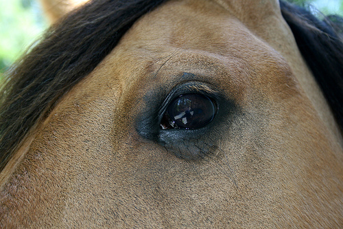 Close-up of the eye of a work horse