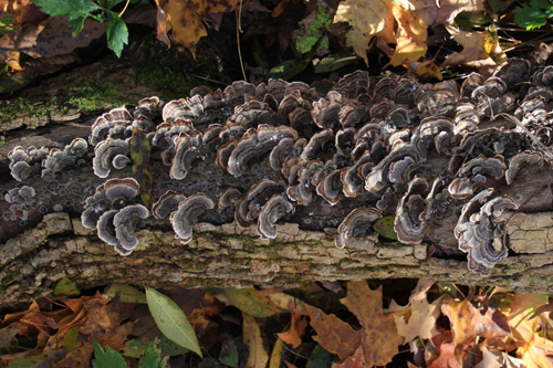 turkey tail Trametes versicolor