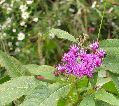 Ironweed, Vernonia altissima