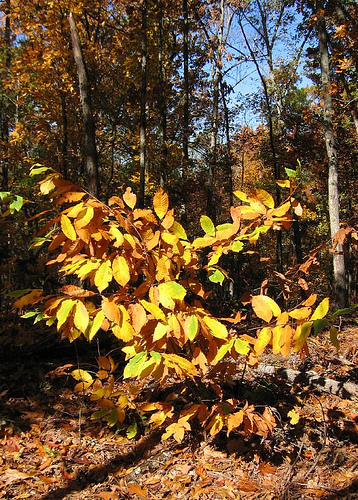 healthy american chestnut, Castanea dentata