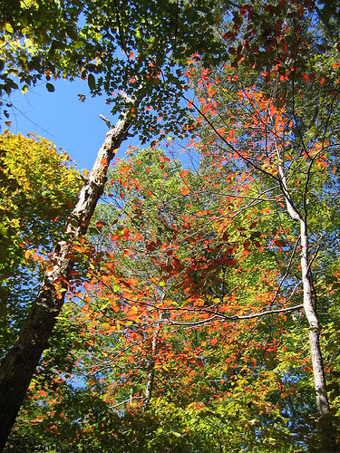 Autumn foliage, Land Between the Lakes 