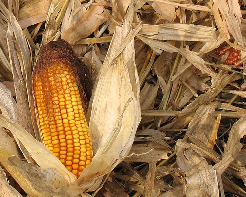 fieldcorn