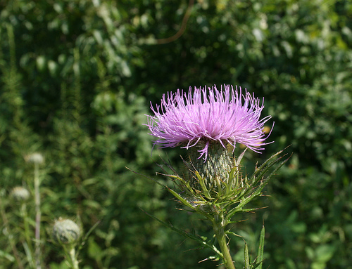 Field thistle, Cirsium discolor 