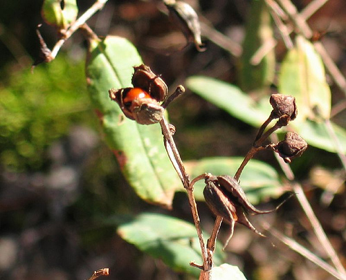 Ladybird beetle on autumn dried leaves of 