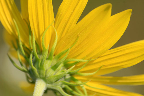 Maximilian sunflower, Helianthus maximiliani