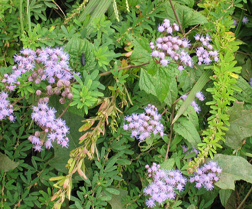 Mistflower, Conoclinium Eupatorium coelestinum