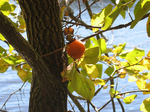 Ripening persimmon, Diospyros virginiana