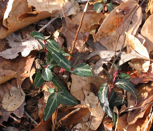 Pipsissiwa, Chimaphila maculata