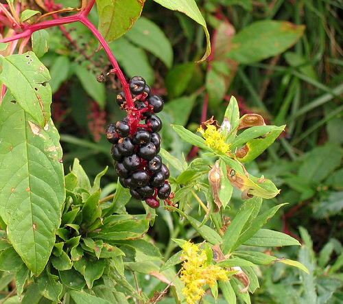 Pokeweed