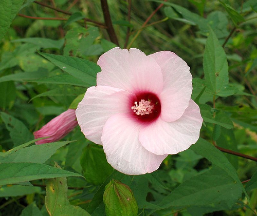 rose mallow hibiscus