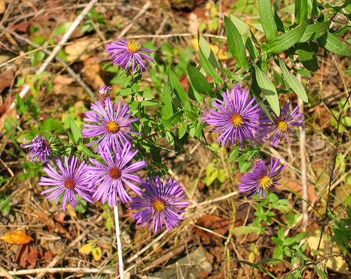 Aster_oblongifolius