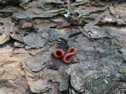 Scolopendromorph (centipede) on downed log