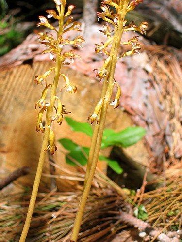 Corallorhiza maculata, spotted coralroot