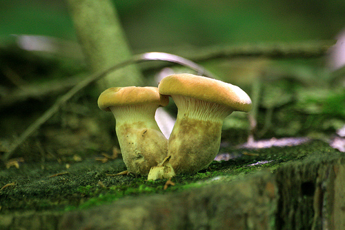 earth healing toadstool