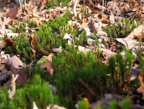 Shining Clubmoss, Lycopodium lucidulum