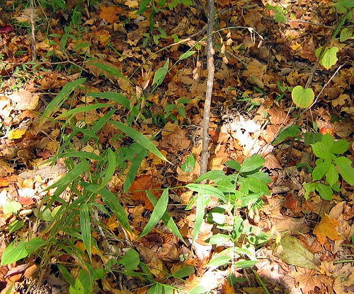 Oat grass, Chasmanthium latifolium