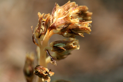 Pinesap, Monotropa hypopithys