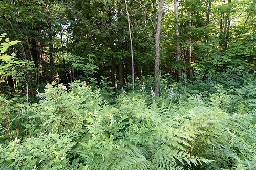 Wilderness scene on lands of Ojibwa reservation, near St. Ignace, MI