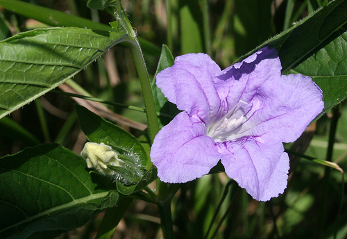 Ruellia strepens