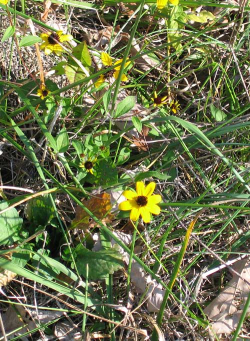 prairie wildflowers kentucky ky salato wildlife education center frankfort ky